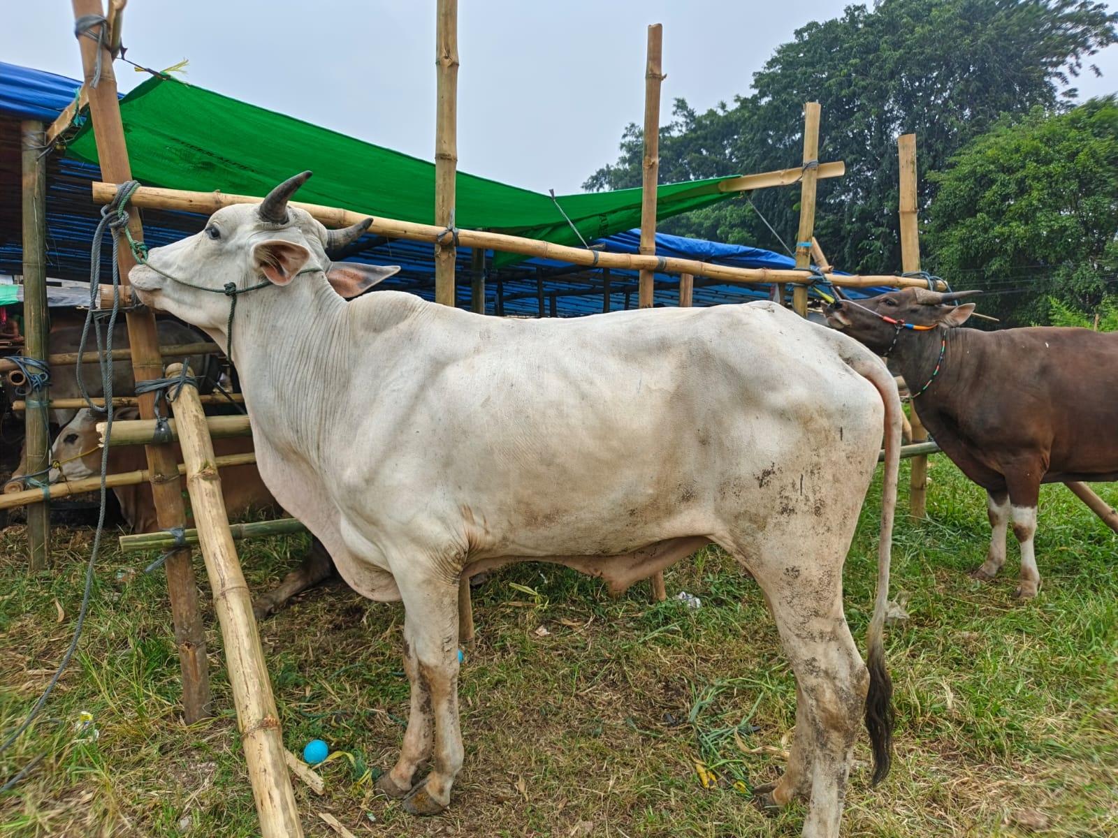 Sapi Premium 3