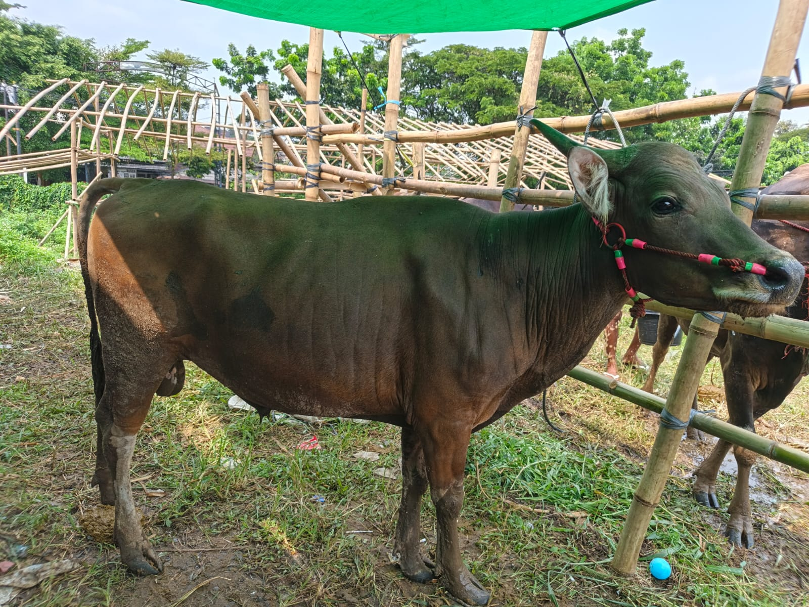 Sapi Super 4