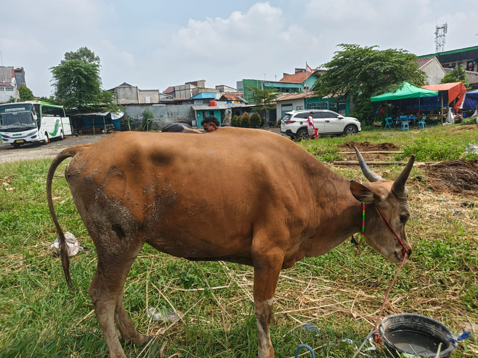 Sapi Super 5