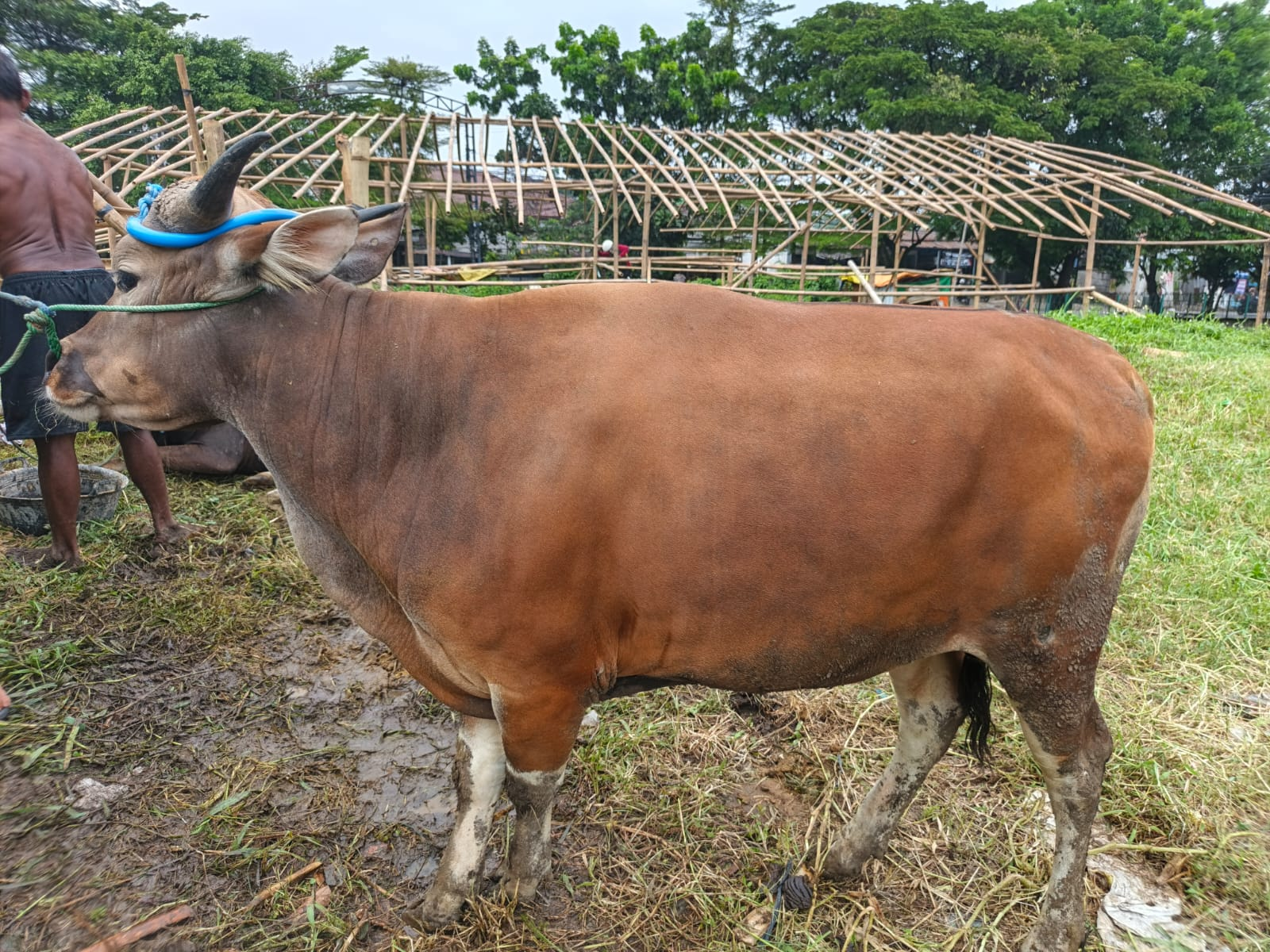 Sapi Super 7