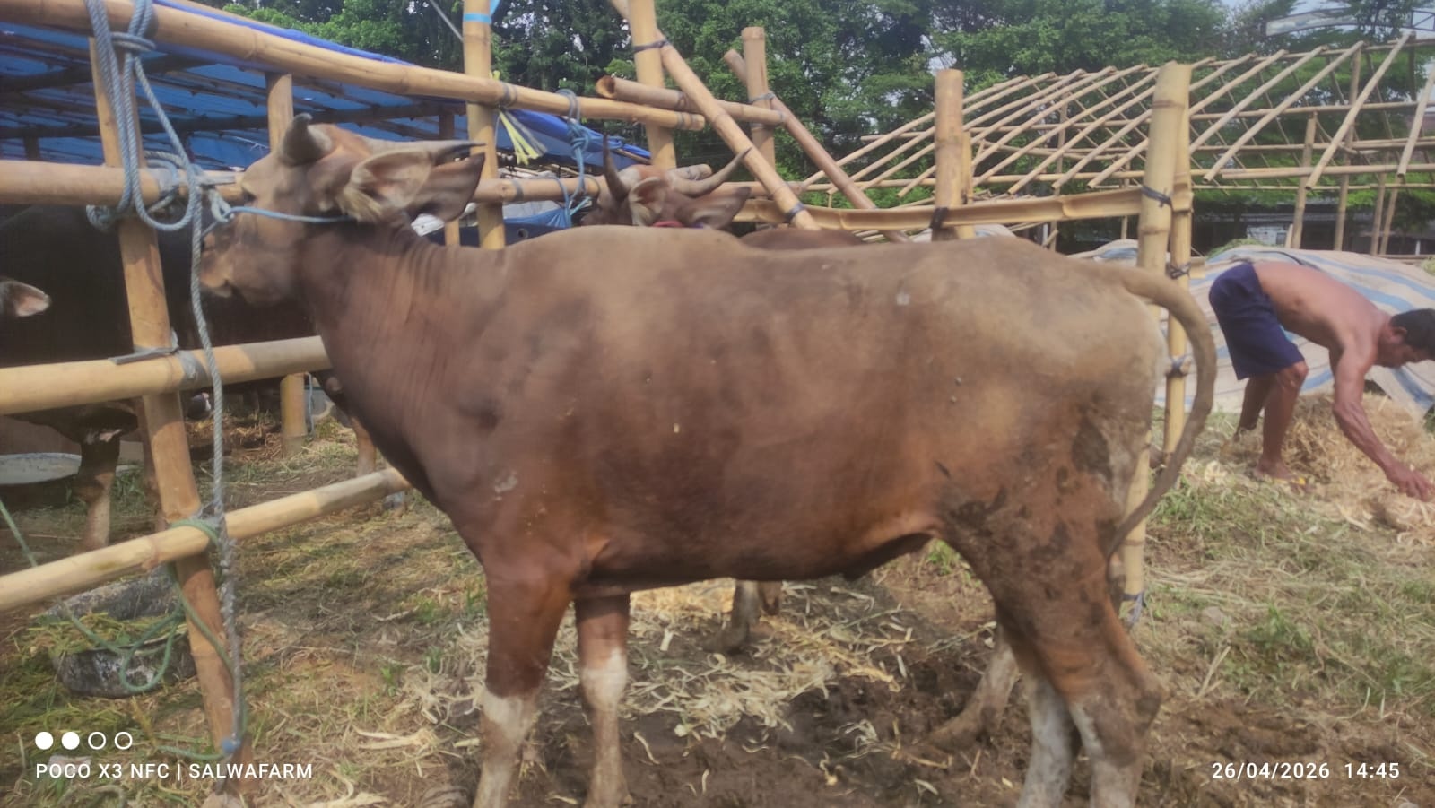 Sapi Super 9
